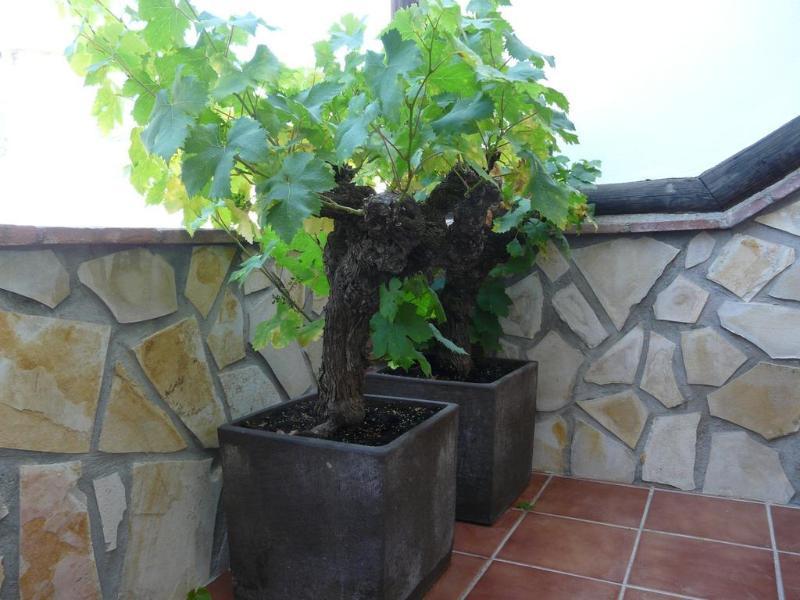 Hostal Palomares Salobrena Exterior photo